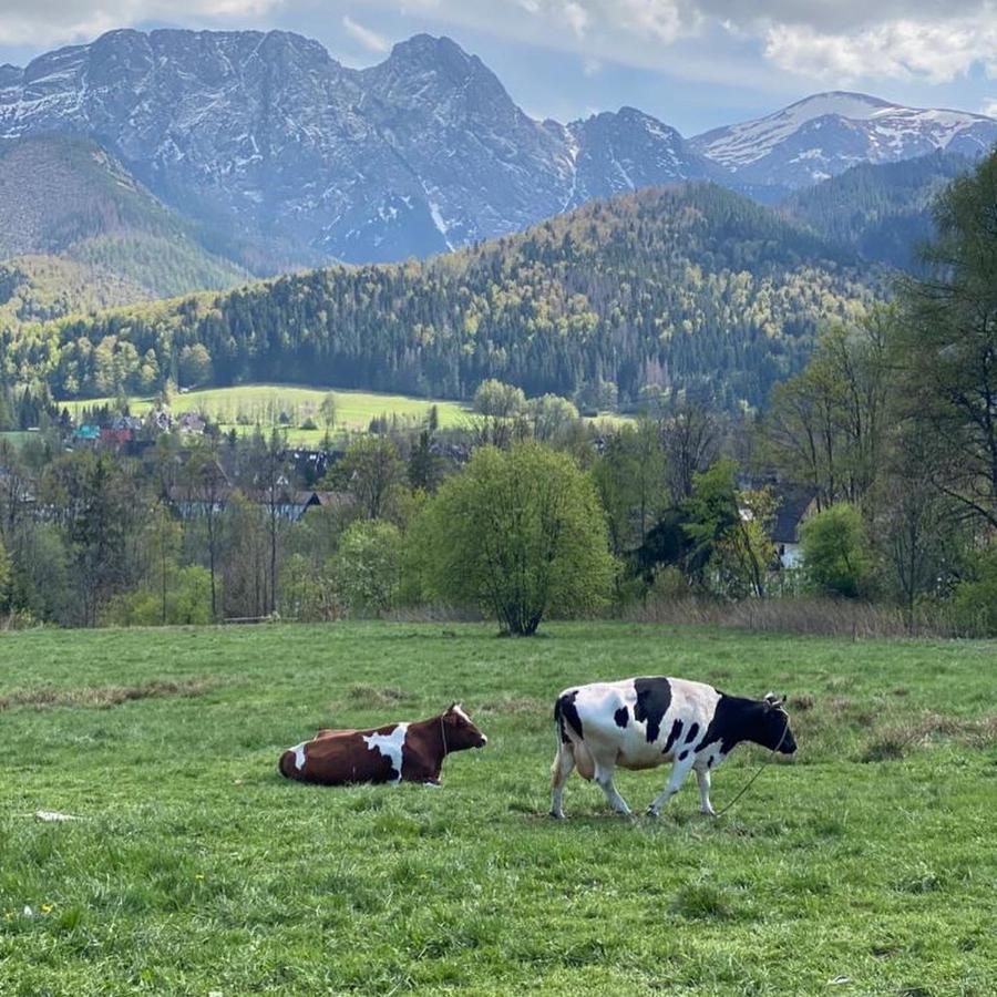 Apartament Poleczka Zakopane Koscielisko 外观 照片